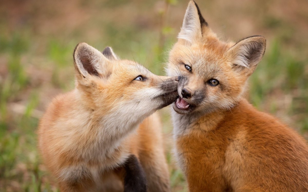 两只狐狸笑一只狐狸图片