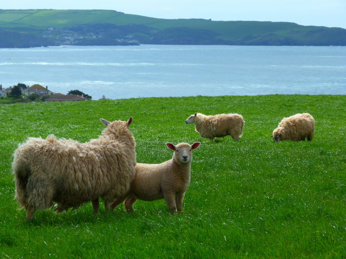 草地羊群放牧图片,高清图片