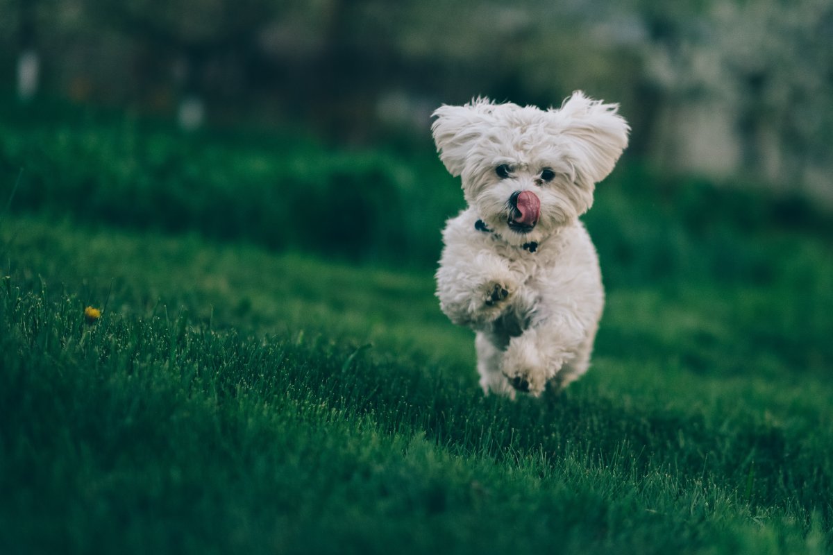 比熊犬壁纸可爱图片