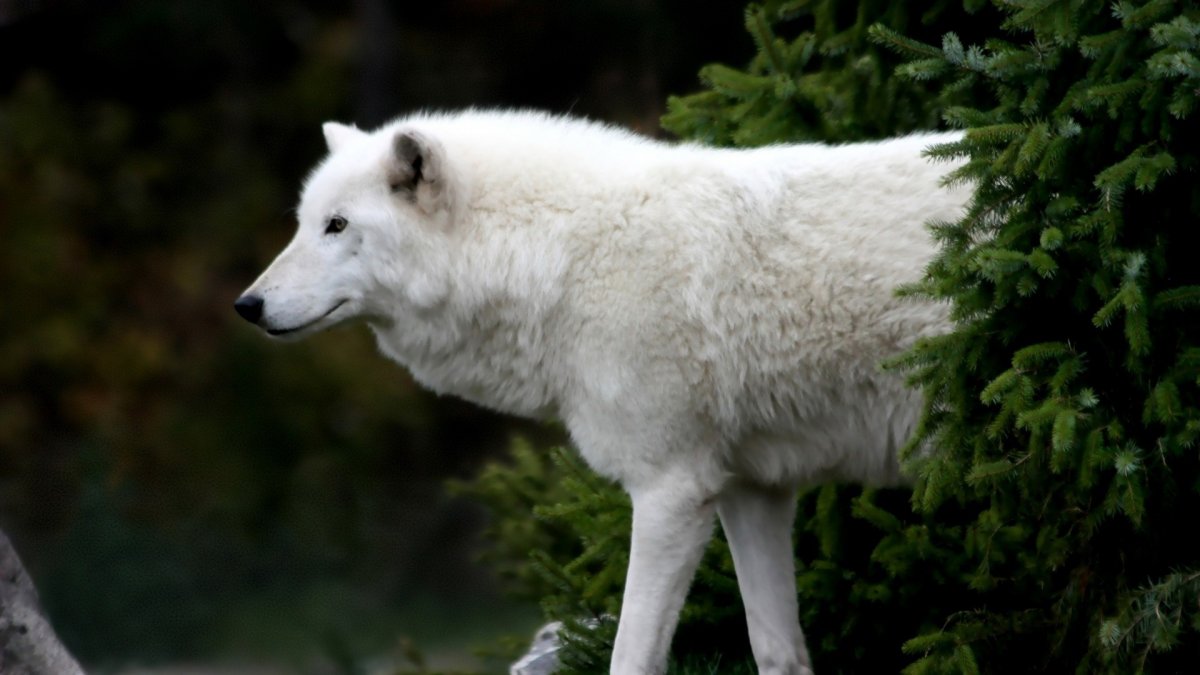 白狼犬纯种图片