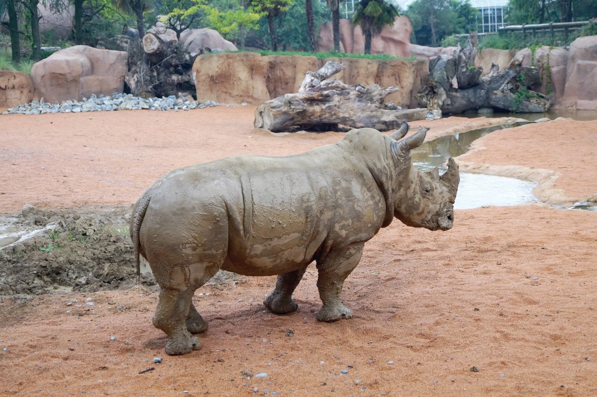 動物園犀牛圖片