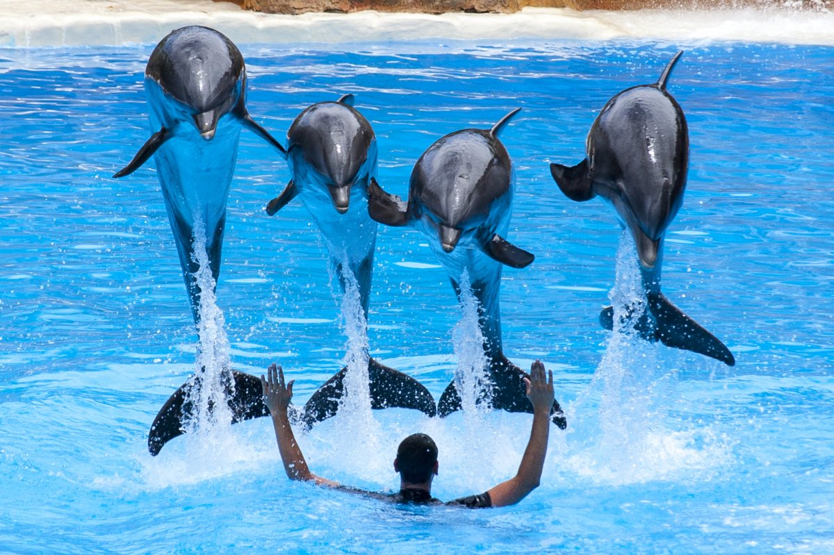 极地海洋世界海豚表演图片