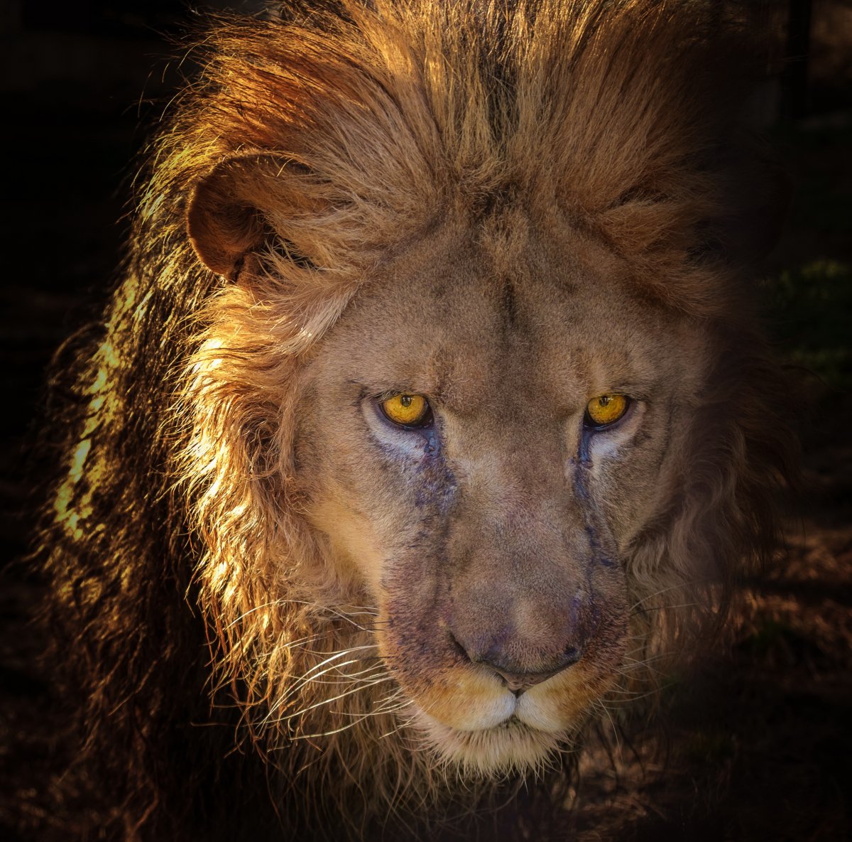 狮子霸气照片图片