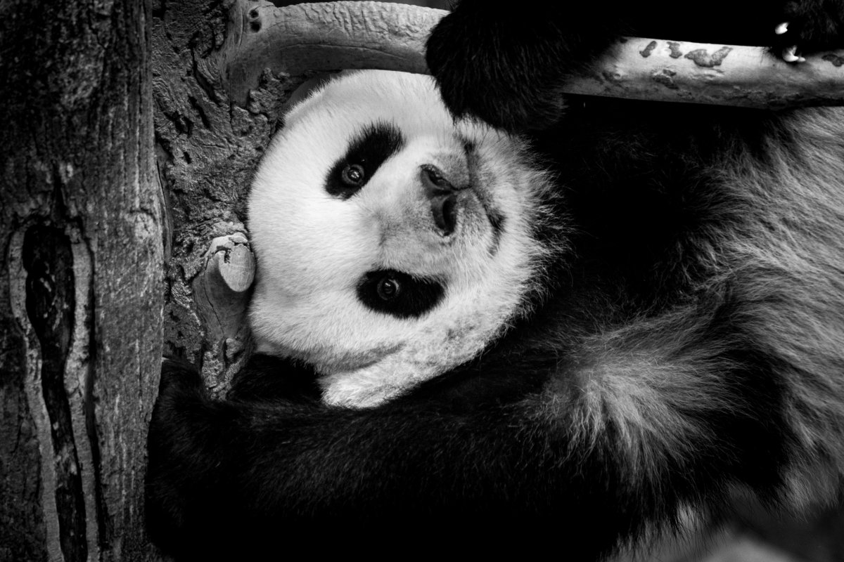 非黑即白熊猫图片