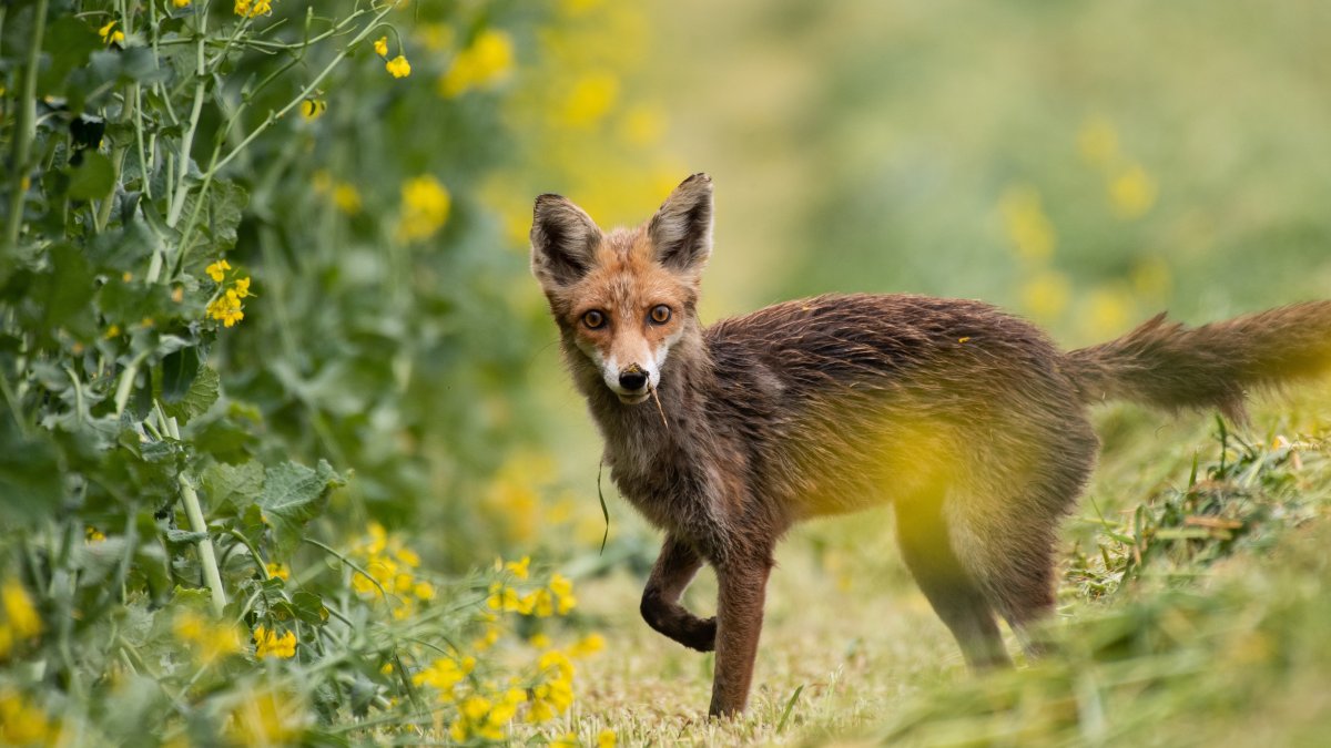 野生狐狸动物图片
