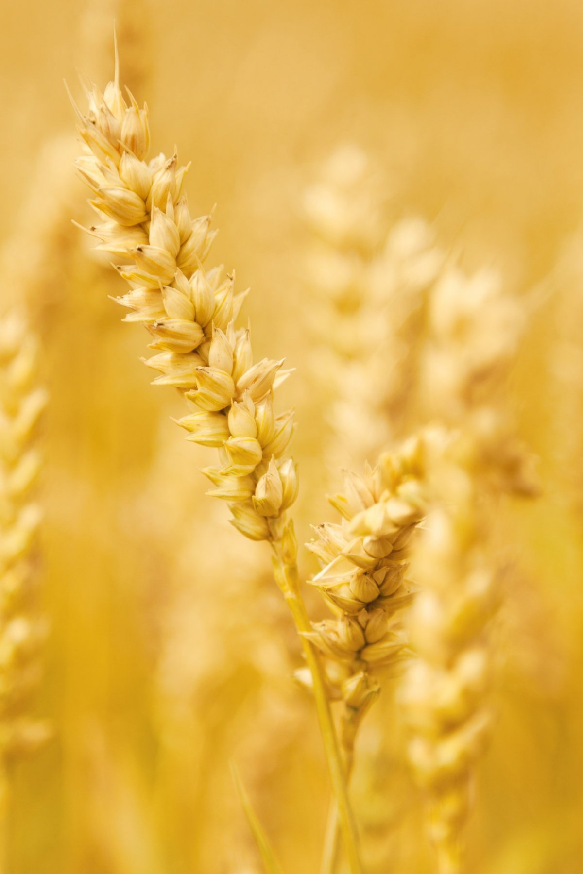 黄色小麦非主流背景图片,高清图片