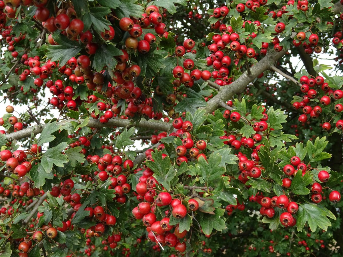 佈滿樹枝紅漿果圖片