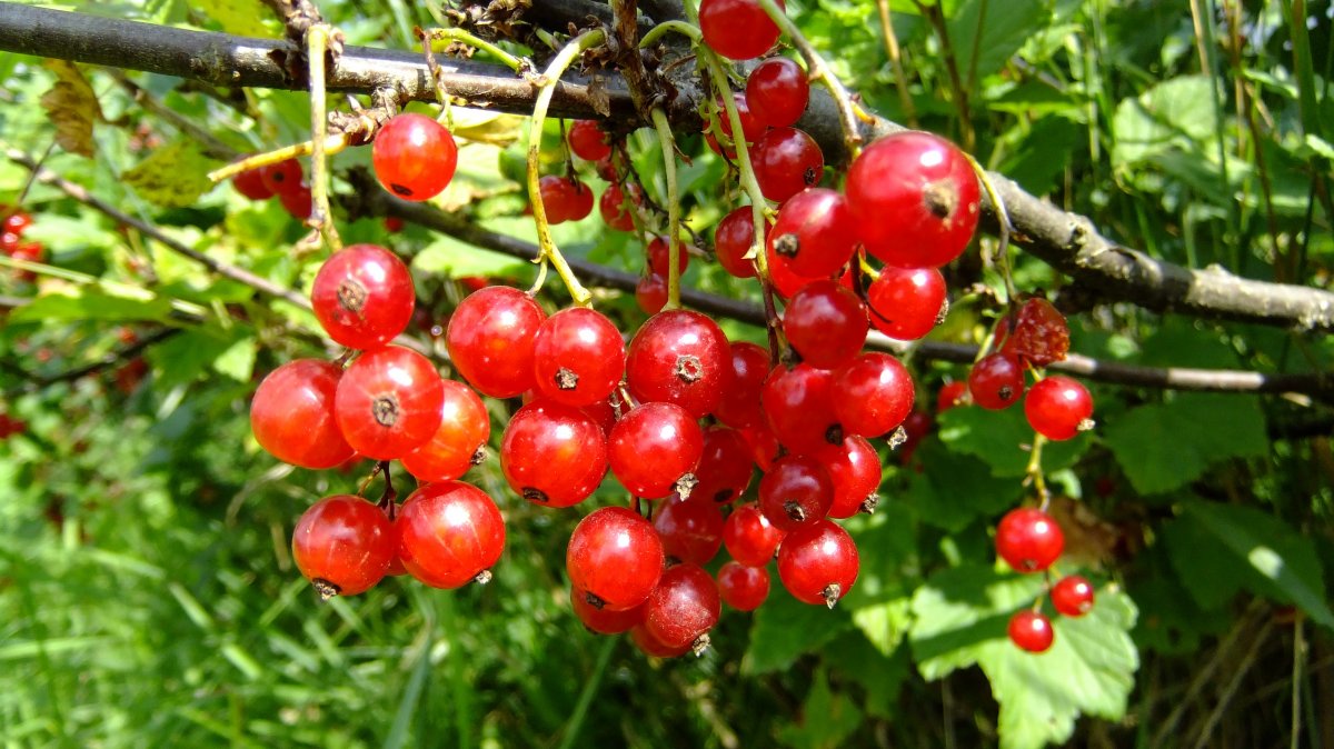 紅色野生莓果圖片