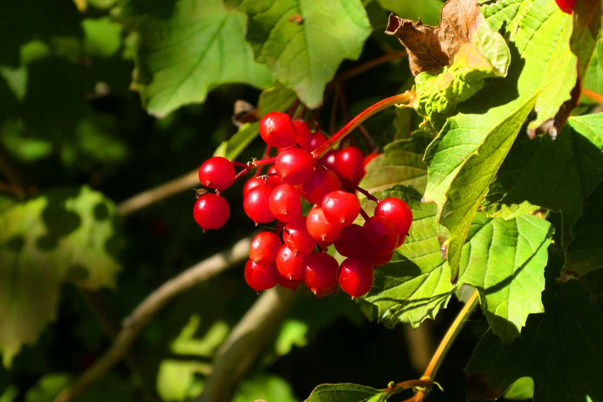 秋季野生紅漿果圖片