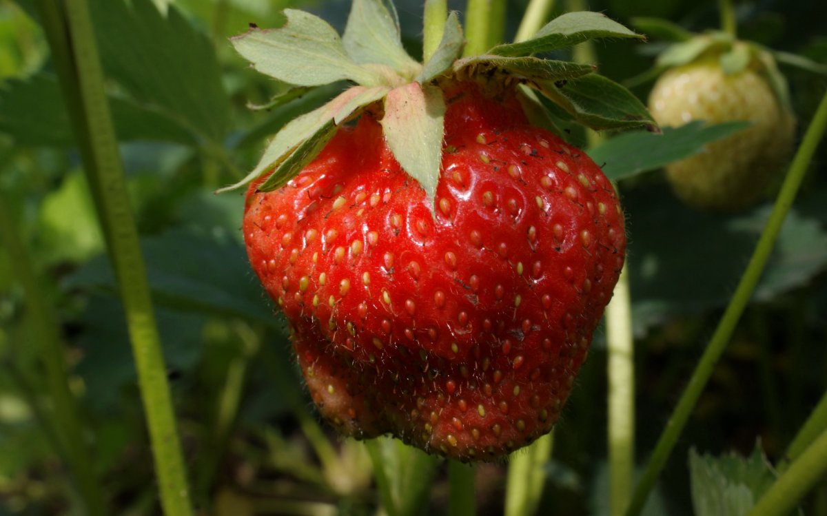 一颗红草莓特写图片,高清图片