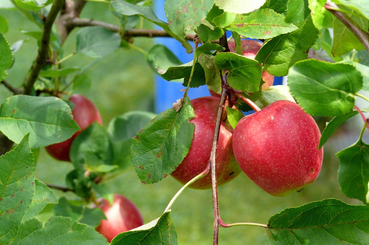 苹果树成熟红苹果图片,高清图片