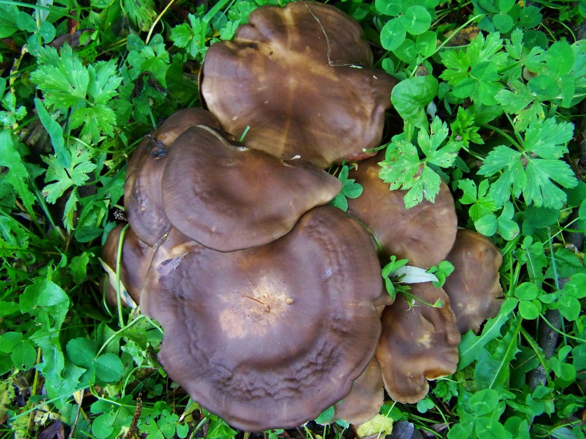 棕褐桩菇图片