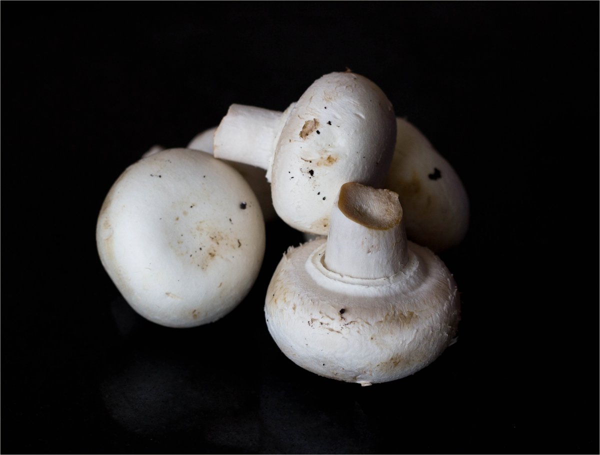白色菇类大全常吃图片