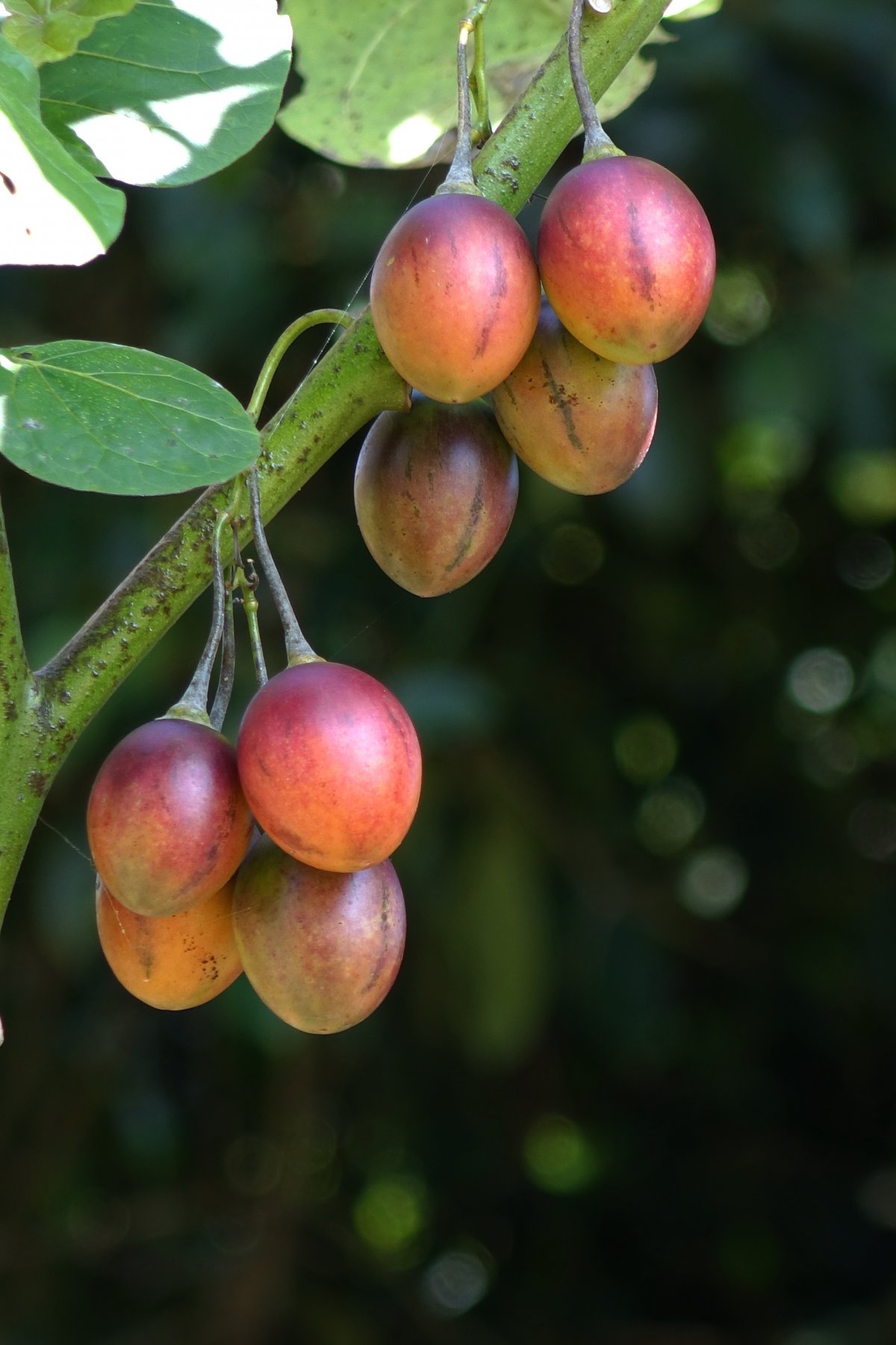 野生小番茄图片大全图片