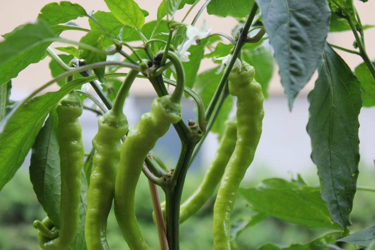 简介:一组精美的绿色尖椒图片,绿色,尖椒,图片,标签:辣椒尖椒特别声明