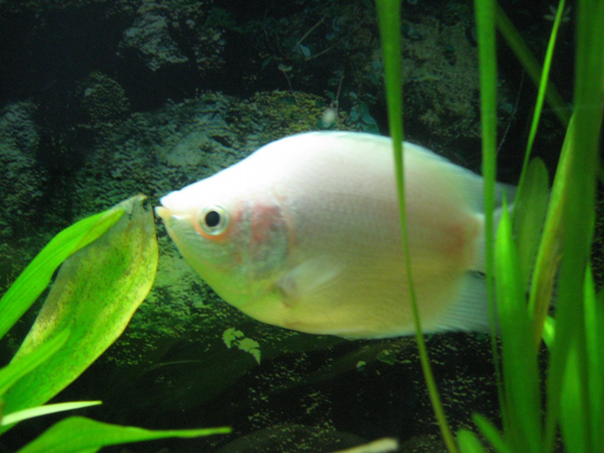 淡水观赏鱼图片