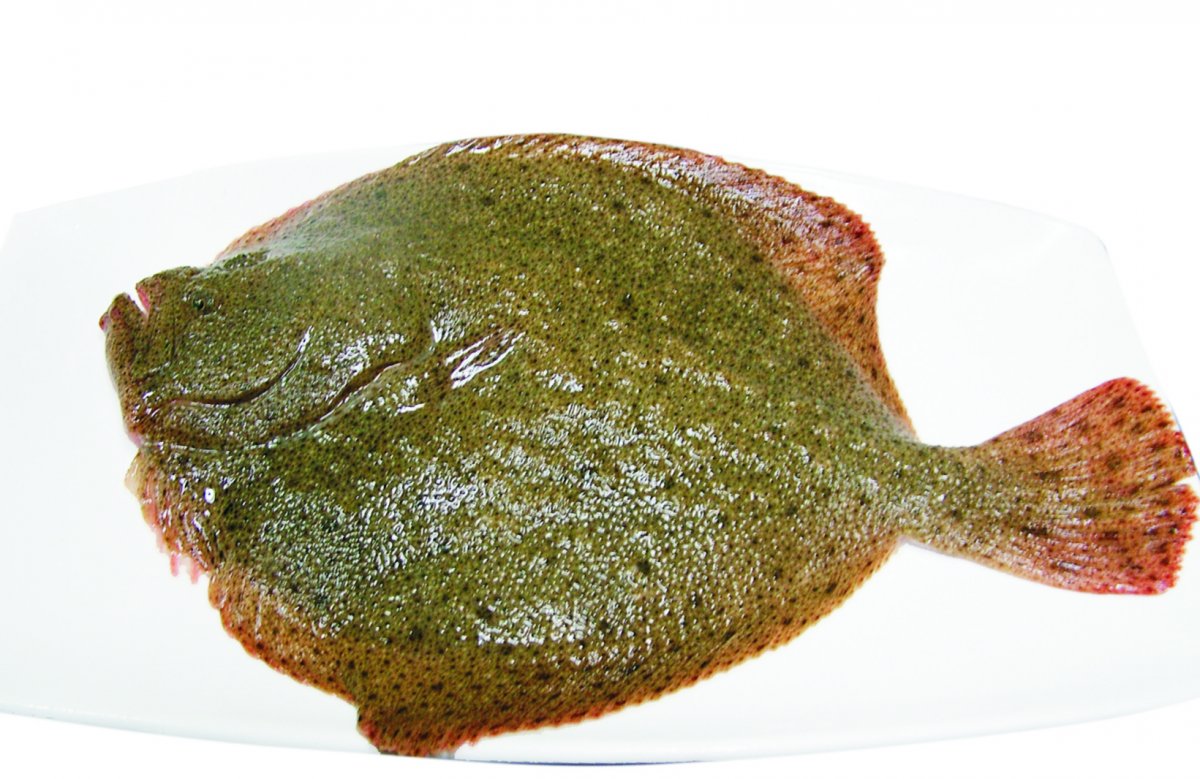 多宝鱼高清图片,高清图片