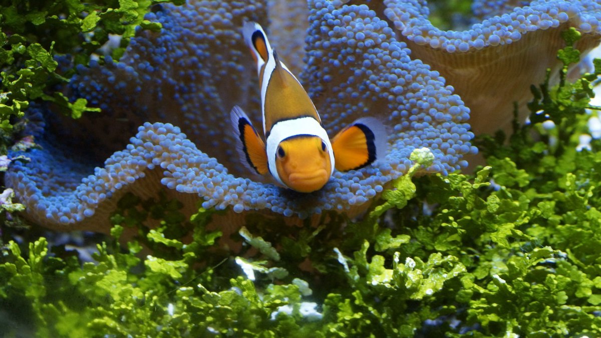 水族館小丑魚圖片