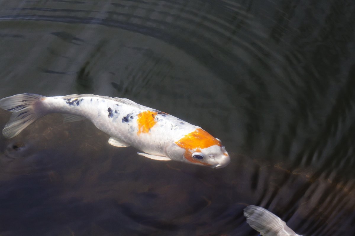 日本錦鯉魚圖片大全