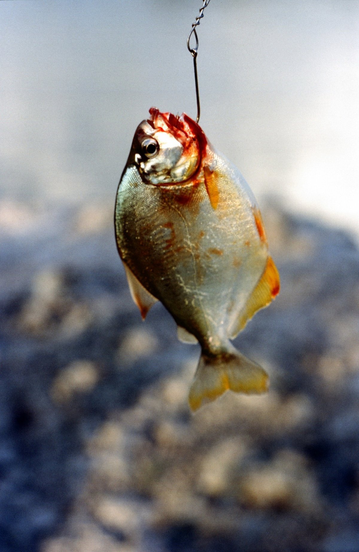 食人鱼的图片 啃噬图片