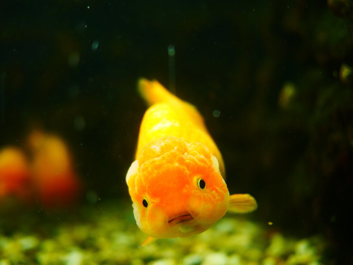 黄金色的鱼的图片图库图片