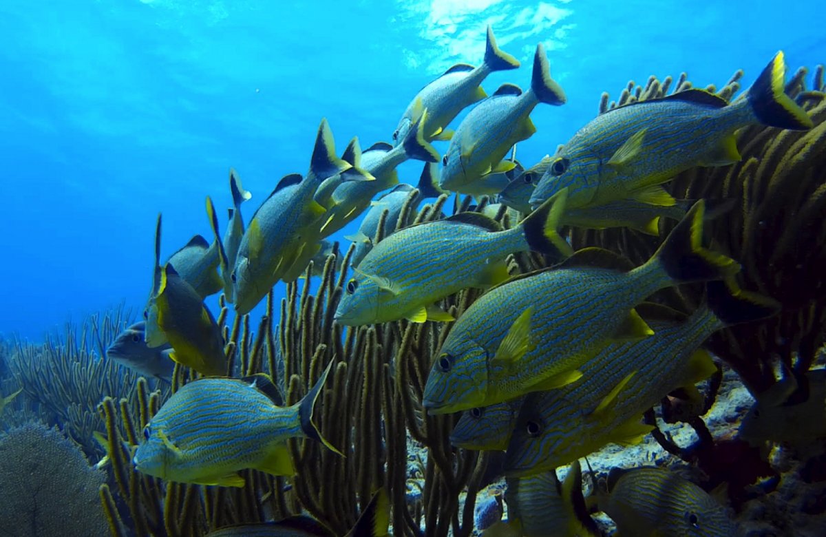 海洋魚類深海魚群素材