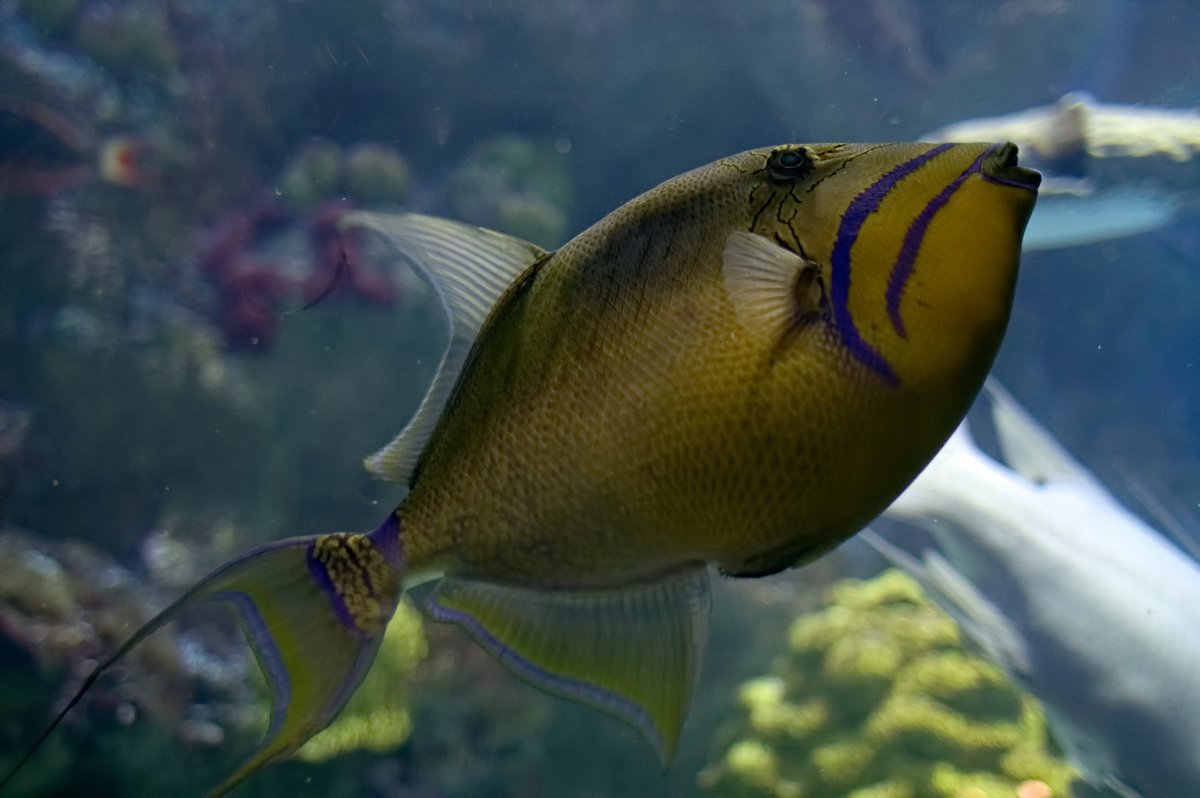 水族館觀賞魚近景圖片,高清圖片