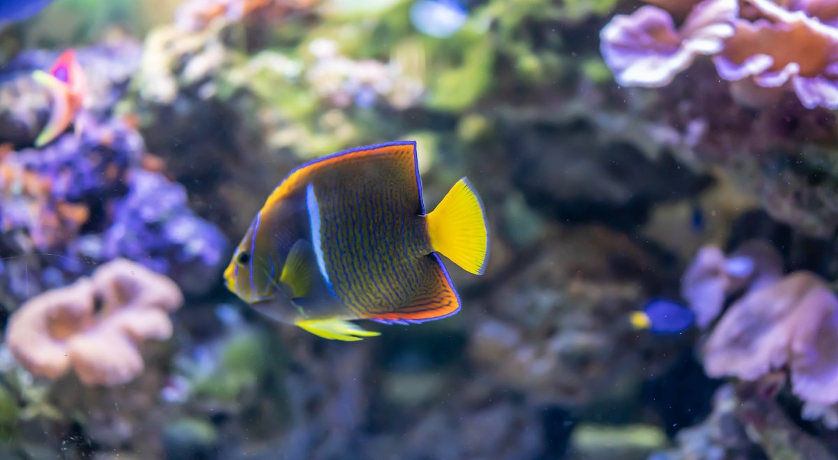 海洋館熱帶魚圖片