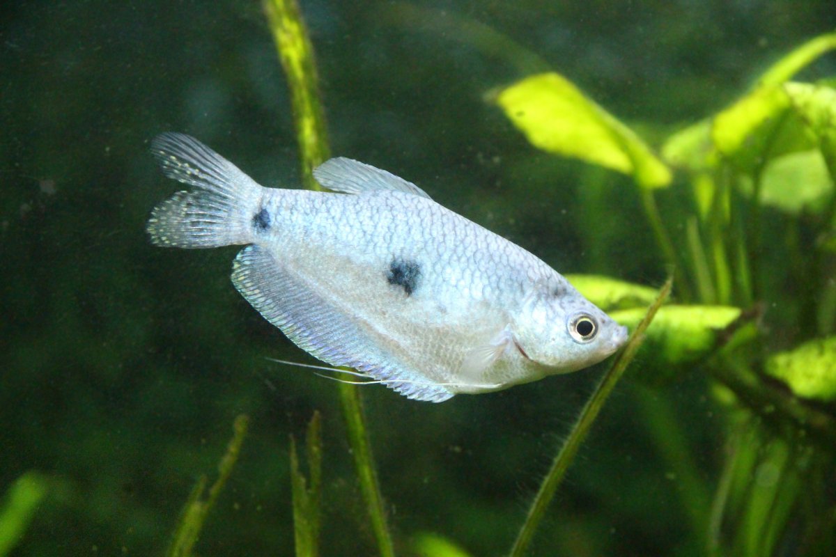 水族館藍色小魚圖片