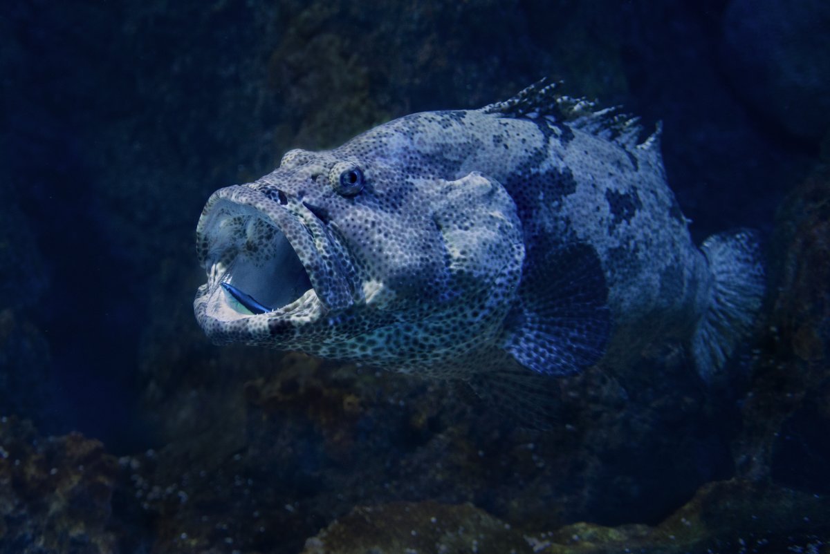 大嘴深海魚圖片