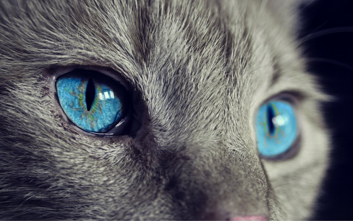 猫眼壁纸全屏图片