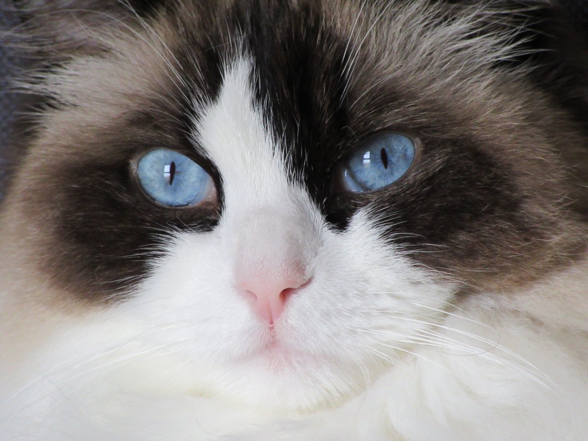 萌猫咪头部特写图片