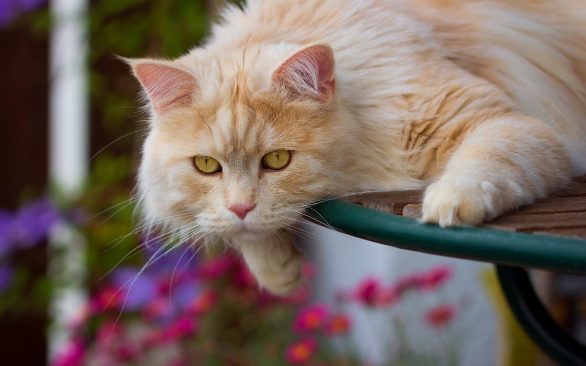 超萌可爱波斯猫图片,高清图片