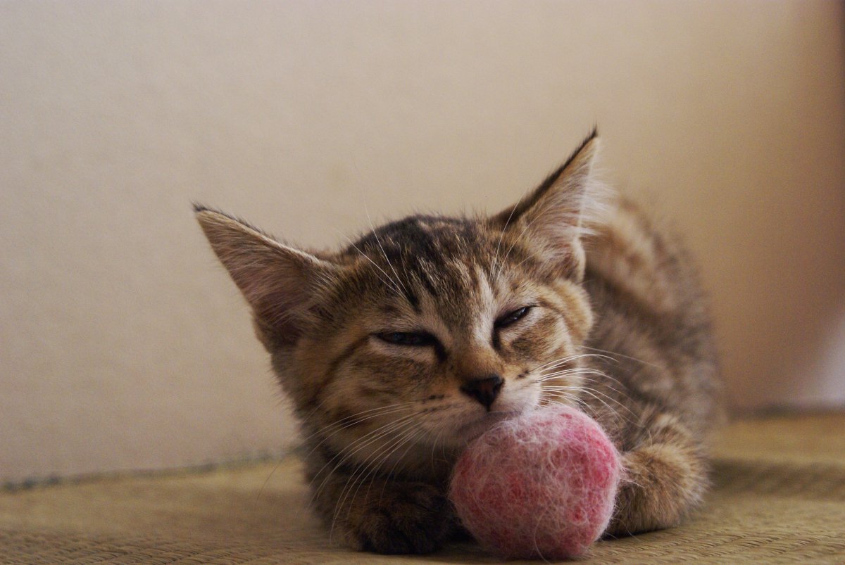 一只熟睡小花猫图片