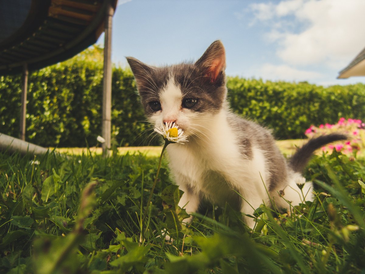 猫咪闻花图片