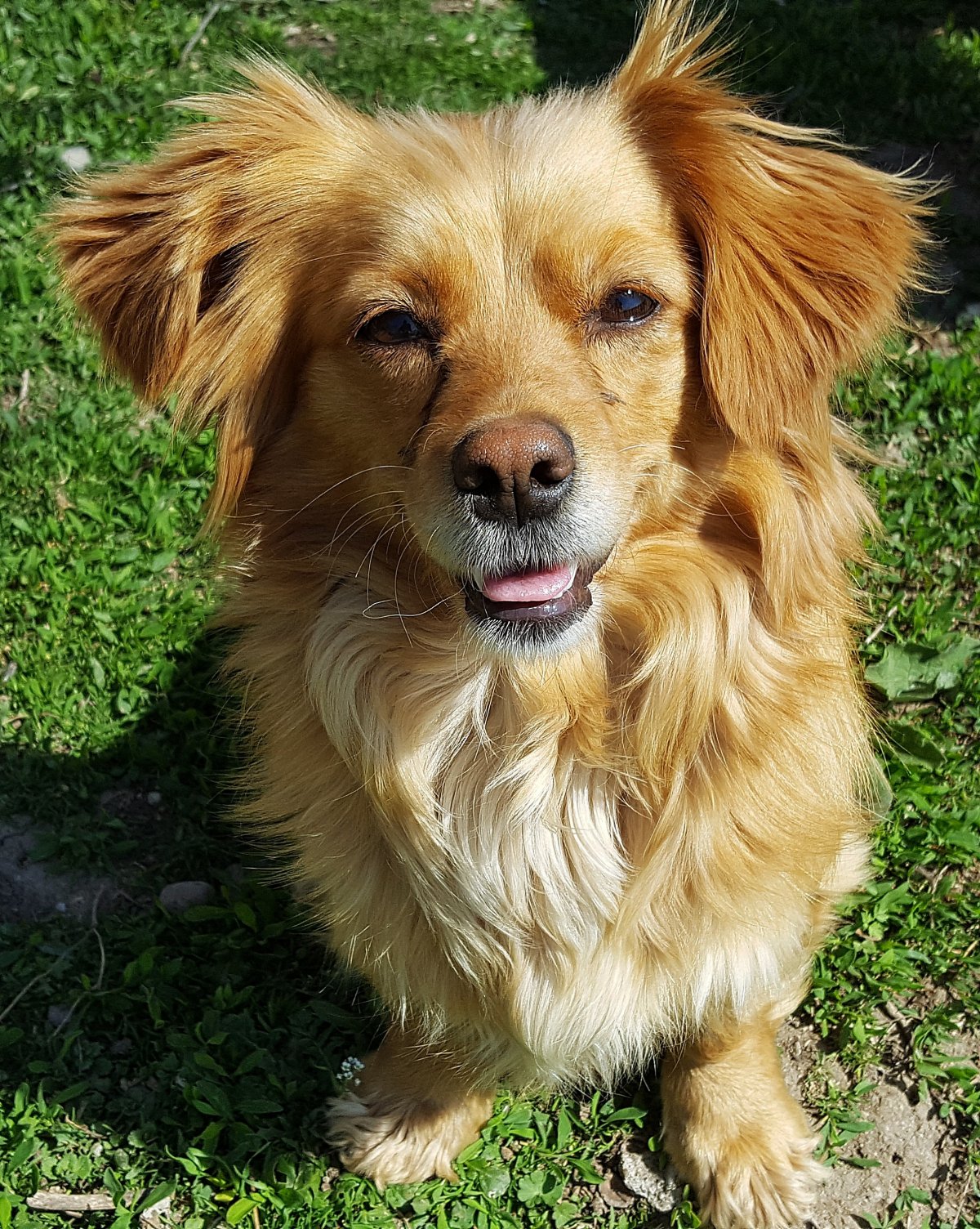 一只呆萌犬图片