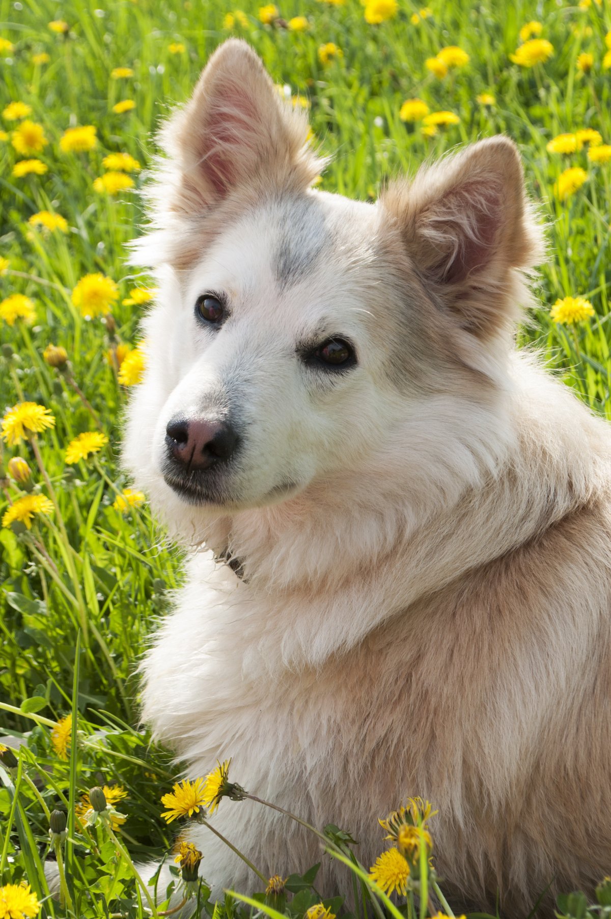 可爱西伯利亚犬宠物写真,高清图片