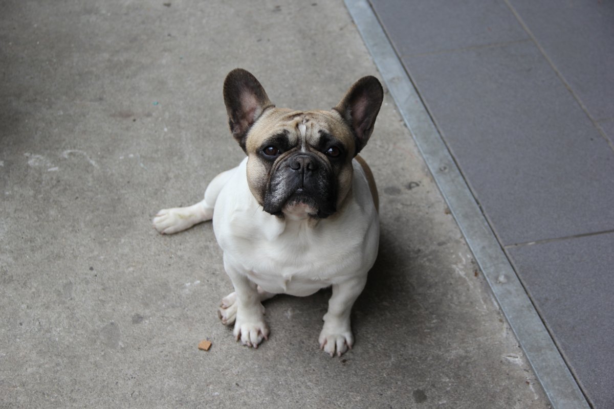 斗牛犬卖萌图片