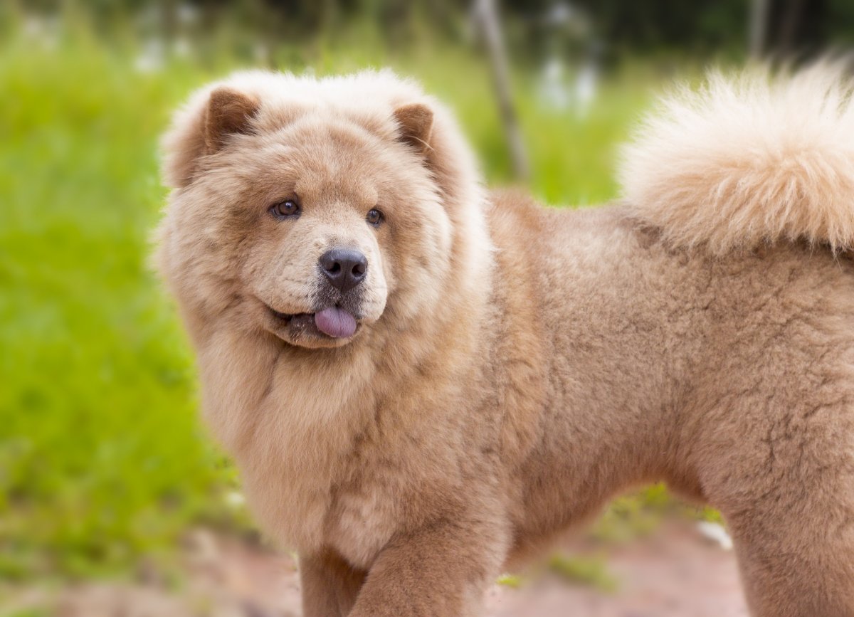 成年鬆獅犬圖片