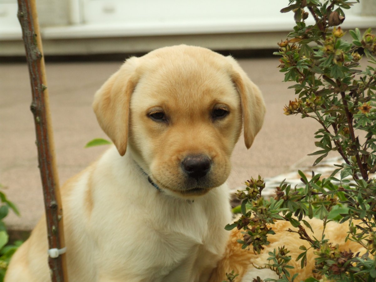 卡布卡多犬图片幼犬图片