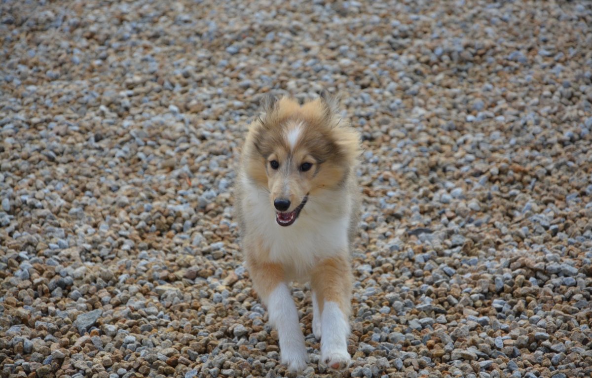 喜樂蒂牧羊犬圖片