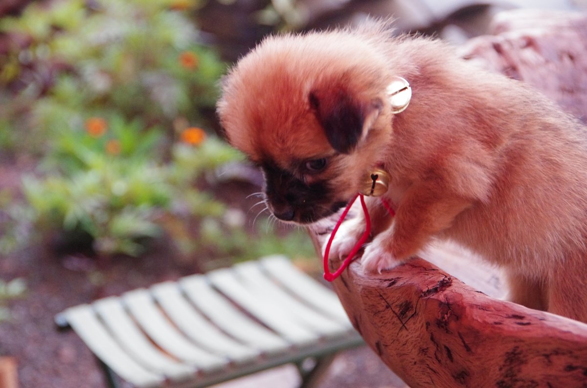 可爱小狗狗图片下载