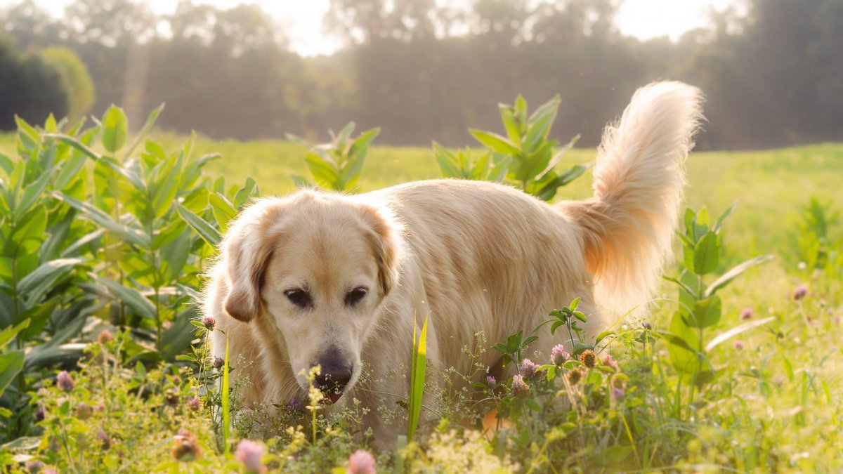 金毛犬圖片