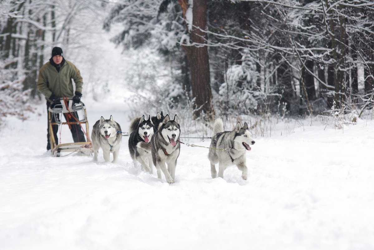 雪橇犬拉雪橇的圖片