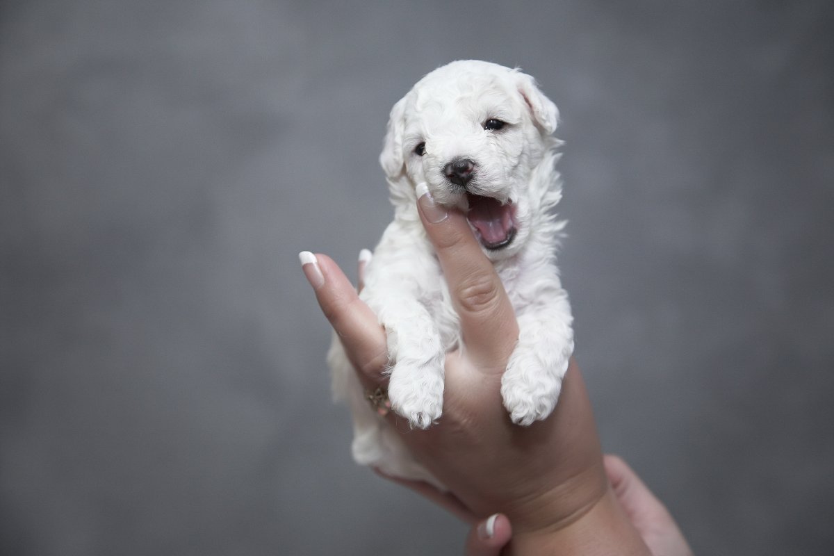 白色幼犬圖片