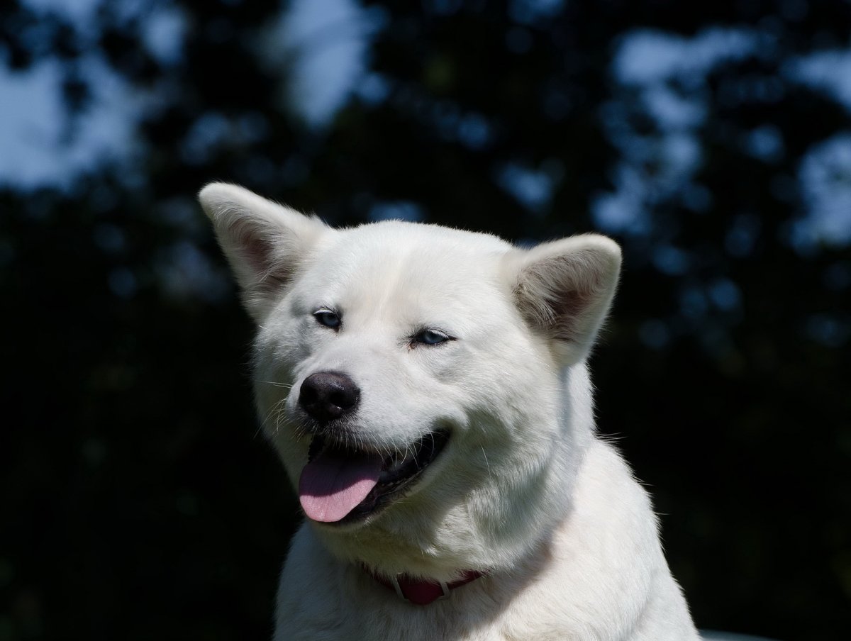 白色秋田犬圖片