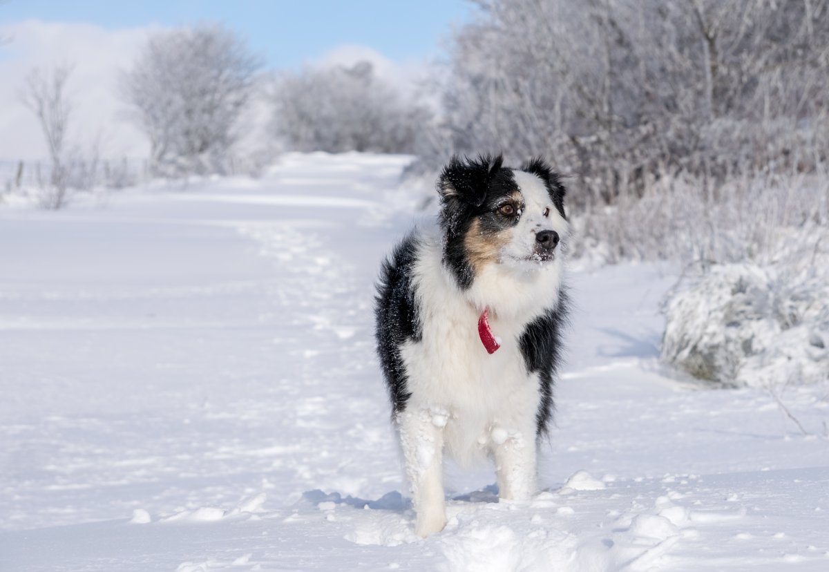 雪地裡行走的雪橇犬圖片