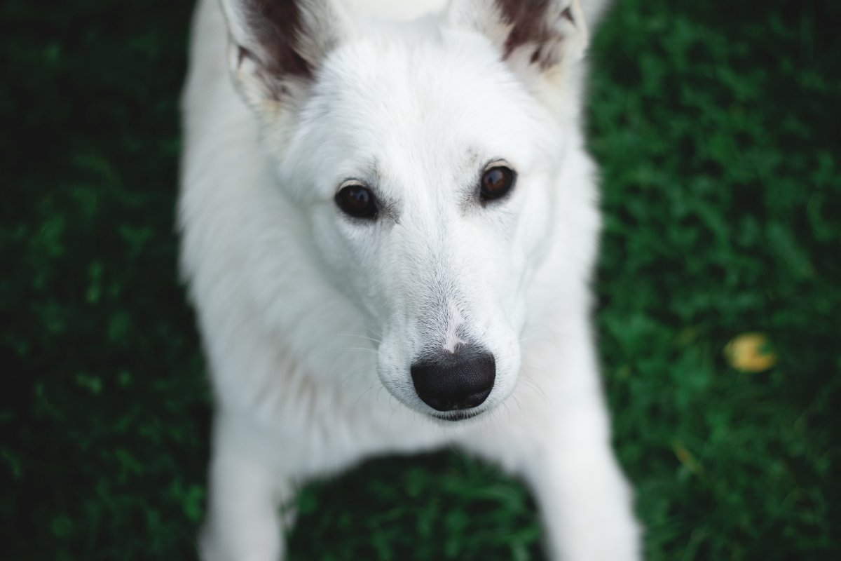 白色瑞士牧羊犬圖片