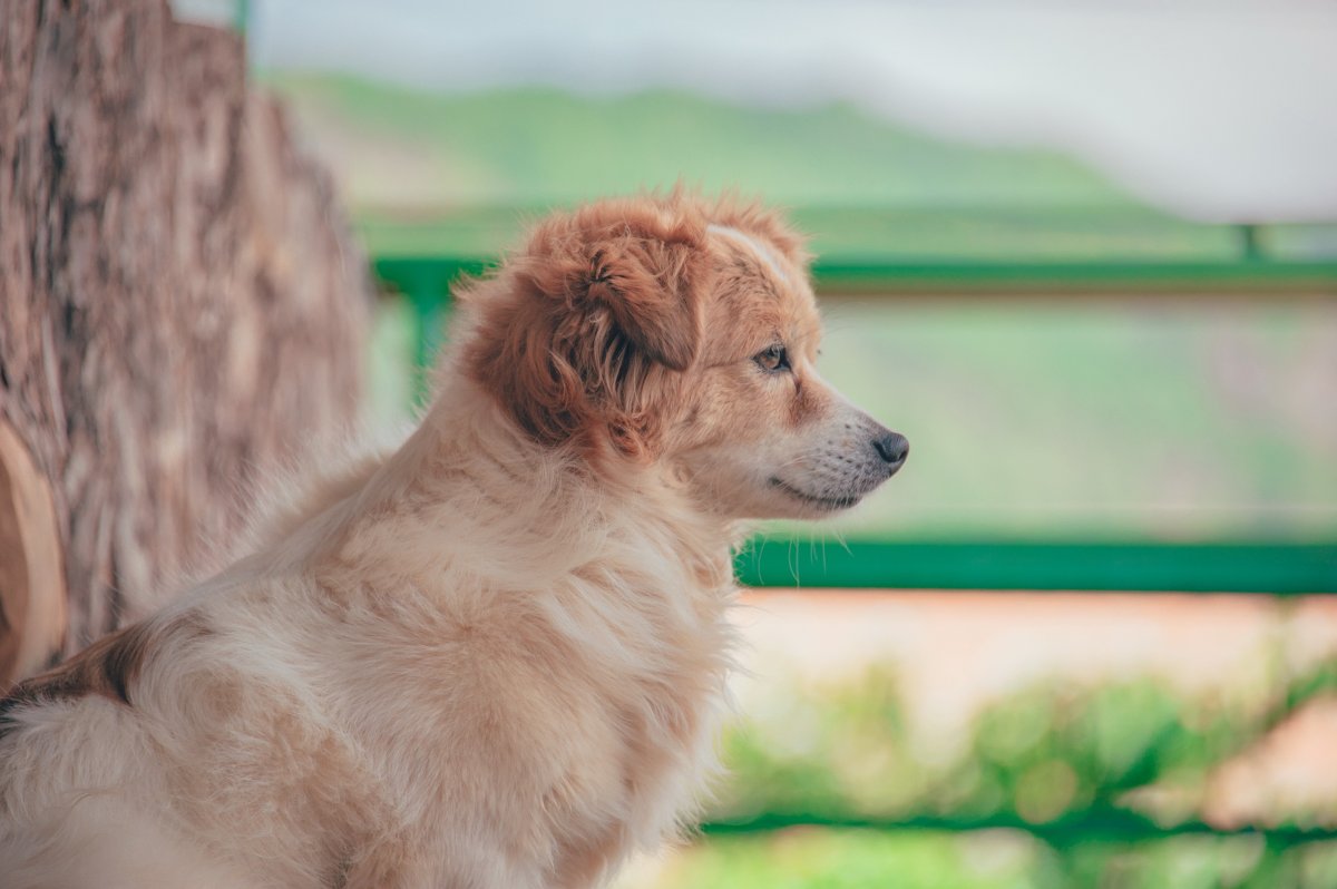 簡介:一組精美的成年犬攝影圖片,成年,攝影圖片,標籤