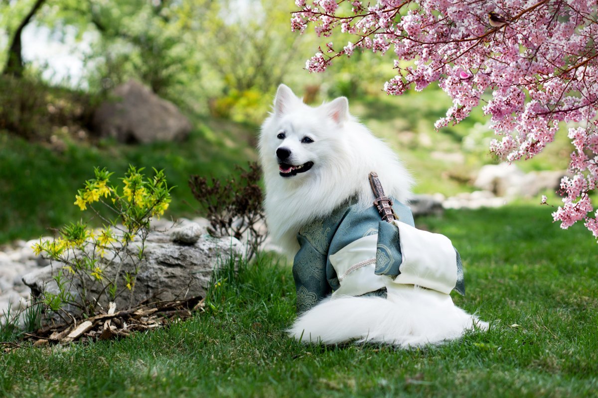 银狐犬壁纸图片